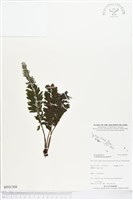 菲律賓厚葉蕨藏品圖，第1張