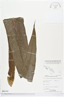 登錄號:BP01309藏品圖，第1張