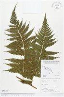 登錄號:BP01310藏品圖，第1張