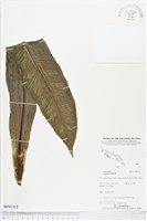 臺灣山蘇花藏品圖，第1張