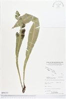 登錄號:BP01313藏品圖，第1張