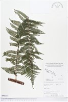 登錄號:BP01314藏品圖，第1張
