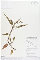 登錄號:BP01315藏品圖，第1張