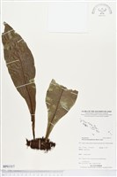 登錄號:BP01317藏品圖，第1張