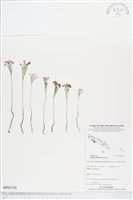 分枝莎草蕨藏品圖，第1張