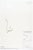 登錄號:BP01321藏品圖，第1張