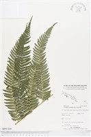 登錄號:BP01325藏品圖，第1張