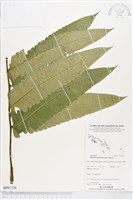 多生菜蕨藏品圖，第1張