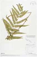 野小毛蕨藏品圖，第1張