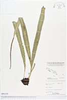 尖嘴蕨藏品圖，第1張