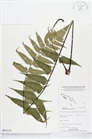 革葉鐵角蕨藏品圖，第1張