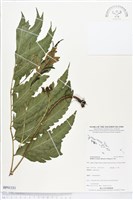 登錄號:BP01331藏品圖，第1張