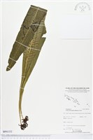 登錄號:BP01332藏品圖，第1張