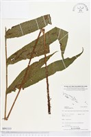 登錄號:BP01333藏品圖，第1張