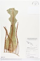 登錄號:BP01334藏品圖，第1張