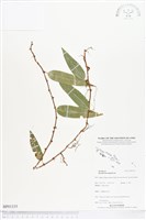 登錄號:BP01335藏品圖，第1張