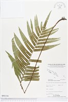 登錄號:BP01336藏品圖，第1張