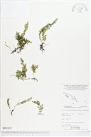 厚邊蕨藏品圖，第1張