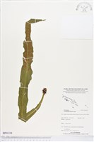 登錄號:BP01338藏品圖，第1張