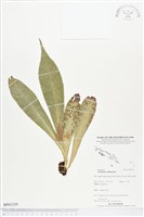 水芋葉車前、美葉車前蕨藏品圖，第1張