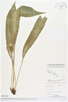 登錄號:BP01340藏品圖，第1張