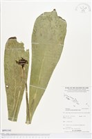 登錄號:BP01341藏品圖，第1張