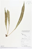 登錄號:BP01342藏品圖，第1張