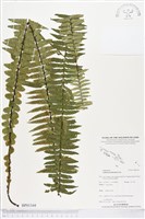 登錄號:BP01344藏品圖，第1張