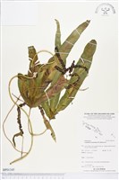 登錄號:BP01345藏品圖，第1張