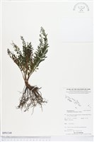 登錄號:BP01349藏品圖，第1張