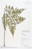 大羽鐵角蕨藏品圖，第1張