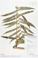 蘭嶼觀音座蓮藏品圖，第1張