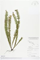 登錄號:BP01353藏品圖，第1張