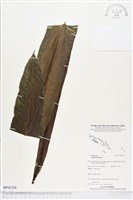 臺灣山蘇花藏品圖，第1張