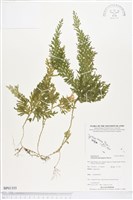 登錄號:BP01355藏品圖，第1張