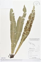 登錄號:BP01356藏品圖，第1張