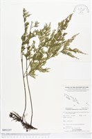 登錄號:BP01357藏品圖，第1張