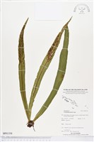 登錄號:BP01358藏品圖，第1張