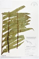 登錄號:BP01359藏品圖，第1張