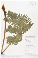 登錄號:BP01362藏品圖，第1張