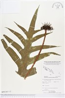 登錄號:BP01363藏品圖，第1張