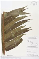 登錄號:BP01363藏品圖，第2張