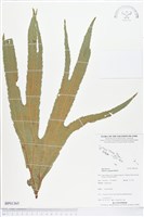 雙扇蕨藏品圖，第1張