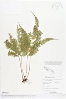 登錄號:BP01367藏品圖，第1張