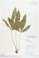 登錄號:BP01371藏品圖，第1張