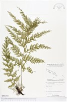 登錄號:BP01372藏品圖，第1張