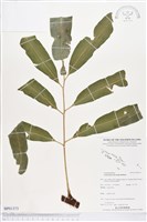 登錄號:BP01373藏品圖，第1張