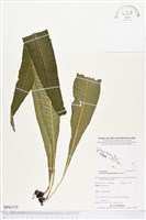 登錄號:BP01375藏品圖，第1張