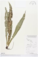 登錄號:BP01376藏品圖，第1張