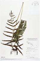 登錄號:BP01378藏品圖，第1張